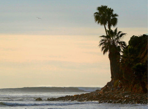 Palm tree on a rocky beach with ocean waves and a sunset sky. Shot in San Diego, California. © Randy Dible Photo