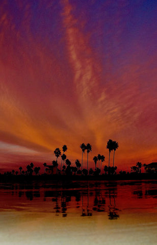 Sunset over a body of water with palm trees in the foreground. Shot in San Diego, California. © Randy Dible Photo