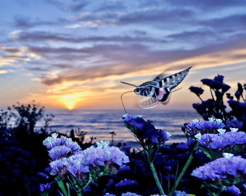 Butterfly on a flower with a sunset over water in the background. Shot in San Diego, California. © Randy Dible Photo