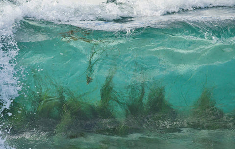 Close-up of ocean waves with underwater plants. Shot in San Diego, California. © Randy Dible Photo