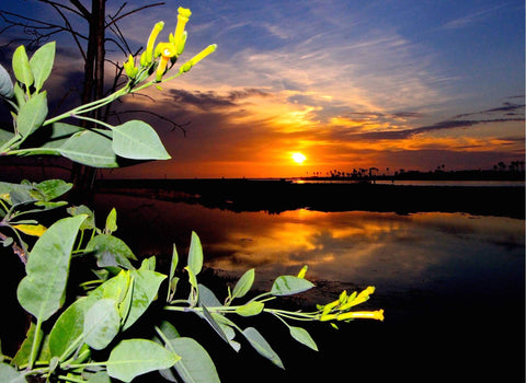 Sunset over a body of water with yellow flowers and green leaves in the foreground. Shot in San Diego, California. © Randy Dible Photo