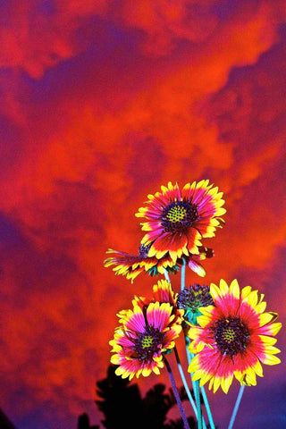 Floral arrangement with red and yellow flowers against a vibrant red and orange sunset. Shot in San Diego, California. © Randy Dible Photo