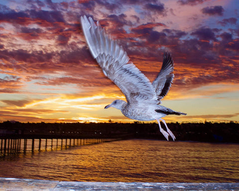 Seagull flying over water with a colorful sunset sky. Shot in San Diego, California. © Randy Dible Photo