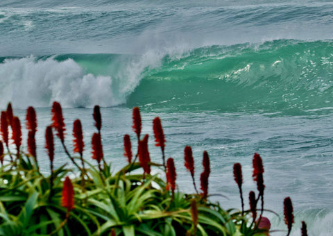 Tall red flowers with crashing ocean waves in the background. Shot in San Diego, California. © Randy Dible Photo